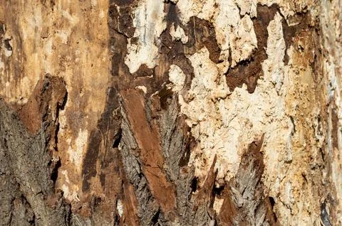 Dry old tree trunk serves as a home for insects Stock Photos