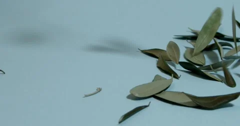 Dry olive leaves falling on a blue background, slow motion Stock Footage 196997535