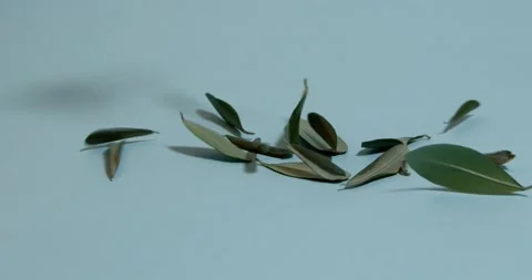 Dry olive leaves falling on a blue background, slow motion Stock Footage 196997544