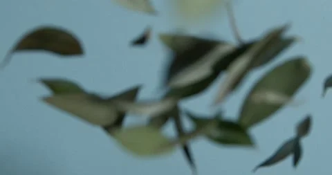 Dry olive leaves falling on a blue background, slow motion Stock Footage 196997567