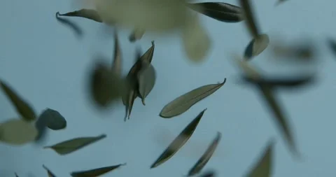 Dry olive leaves falling on a blue background, slow motion Stock Footage 196997580
