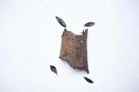 Dry olive leaves with a trunk Stock Photos