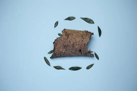 Dry olive leaves with a trunk Stock Photos