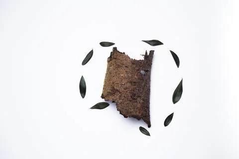 Dry olive leaves with a trunk Stock Photos