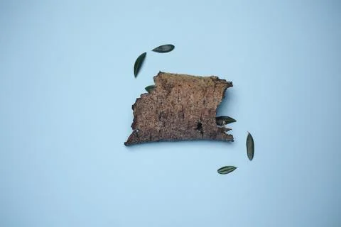 Dry olive leaves with a trunk Stock Photos