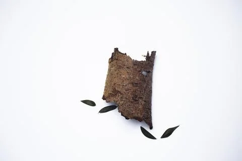 Dry olive leaves with a trunk Stock Photos