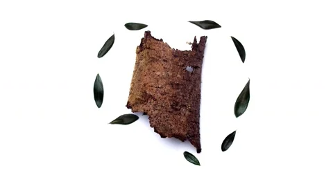 Dry olive leaves with a trunk, stop motion, gif Stock Footage 199404066