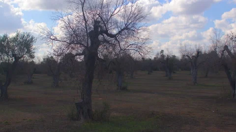 Dry olive trees in garden in park parasite destroys branches bark dries up Stock Footage 167615044