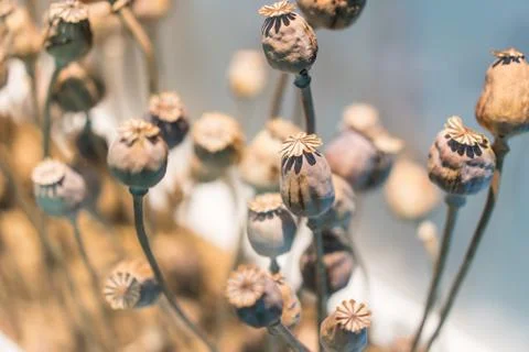 Dry opium in soft light. Stock Photos