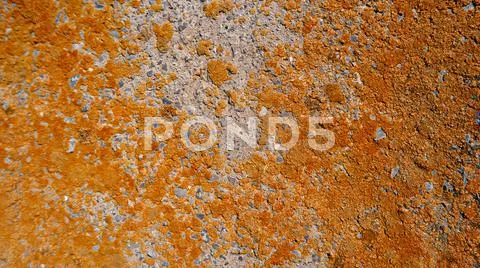 Dry Orange Lichen on cement wall background Stock Photos