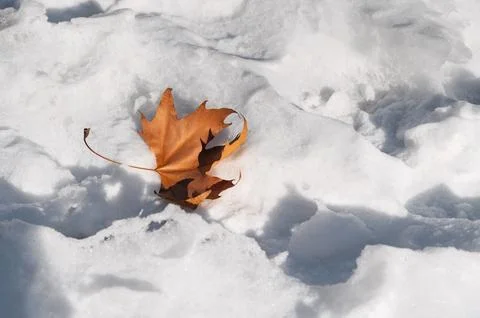 Dry orange maple leaf lies on the snow Stock Photos