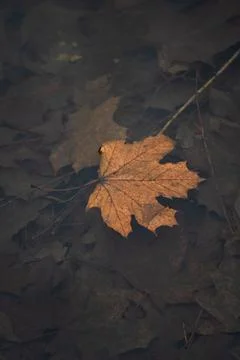 Dry, orange, maple leaf in water. Rotten leaves at the bottom of the river Stock Photos