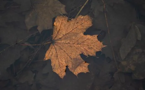 Dry, orange, maple leaf in water. Rotten leaves at the bottom of the river Stock Photos