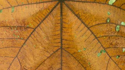 Dry Orange Teak Leaf Texture Background With Visible Veins Stock Photos