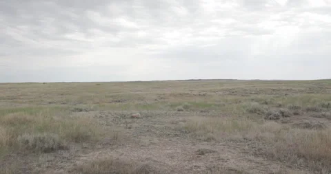 Dry Oregon grassland in summer, static shot Stock Footage 332444822