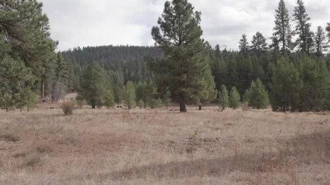 Dry Oregon Landscape with Evergreen Trees and Cows in the Distance Stock Footage 333707083