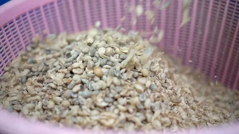 Dry organic green bean in coffee milling process Stock Footage 101456325