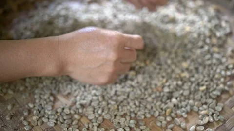 Dry organic green bean selecting in coffee processing Stock-Footage 101456419