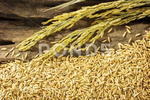 Dry paddy and spike on grunge wooden . Stock Photos