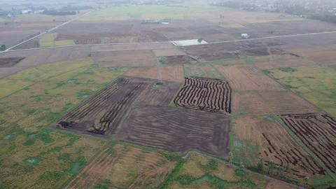 Dry paddy field Vidéo 150205180