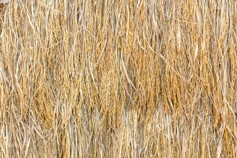 Dry paddy rice Stock Photos