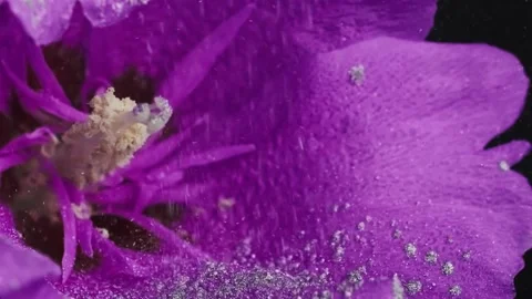 Dry paint falls on the flower Vídeo Stock 163523347