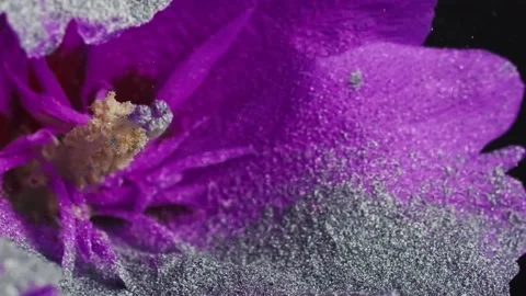Dry paint falls on the flower Stockbeeldmateriaal 163523381