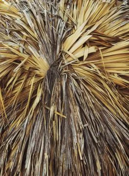 Dry palm branches Stock Photos