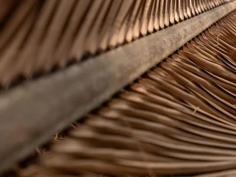 A dry palm leaf as a background Fotos de archivo