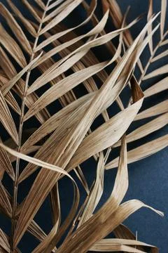 Dry palm leaf close up on dark blue background top view. poster Stock Photos