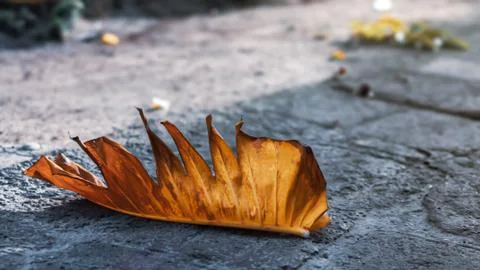 Dry palm leaf lying on the path Stock Photos