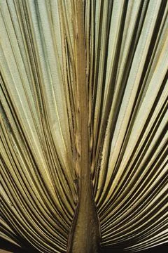 Dry palm leaf macro background. Exotic nature pattern. Brown and green tropical Stock Photos