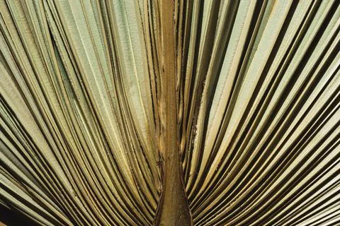 Dry palm leaf macro background. Exotic nature pattern. Brown and green tropical Stock Photos
