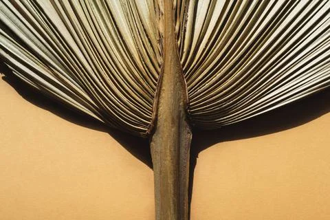 Dry Palm leaf macro texture on beige background detail closeup with copy space Stock Photos