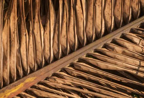 Dry Palm Leaf Stock Photos