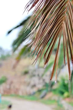 Dry palm leaf Stock Photos