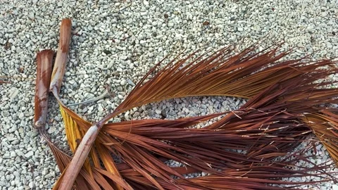 Dry palm leaves falling down on the ground. Pile of dry palm leaves. 4K Stock Footage 187048014