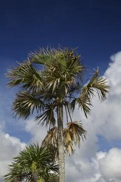 Dry palm tree Stock-Fotos