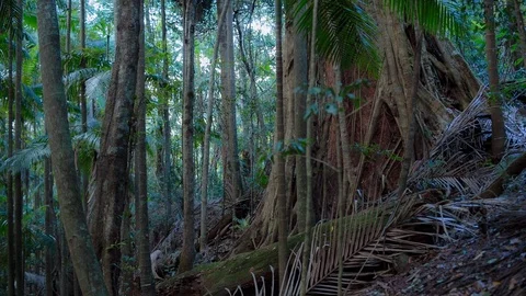 Dry palm trees fallen between the trees in forest Vidéo 94885204