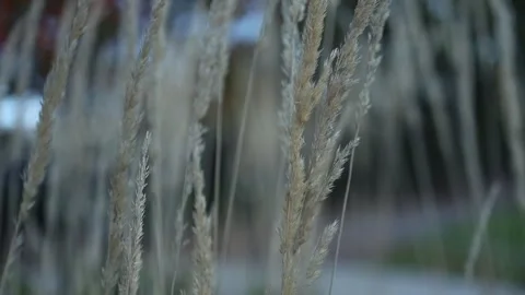 Dry pampas grass blowing in the wind Stockbeeldmateriaal 336521518