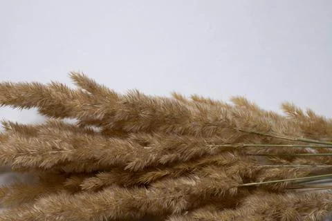 Dry pampas grass border with upper copy space Stock Photos