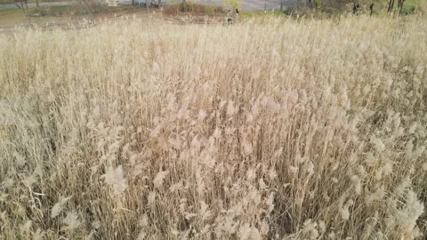 Dry pampas grass close-up, natural textures and background, aerial view Stock Footage 165226199