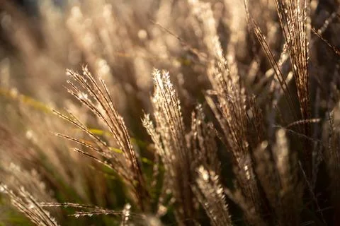 Dry pampas grass at sunset light. Plant Cortaderia selloana soft focus. Fluffy Stock Photos