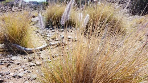 Dry Pampas Grass Swaying with the Wind in Gran Canaria Valley Stock-Footage 112022565
