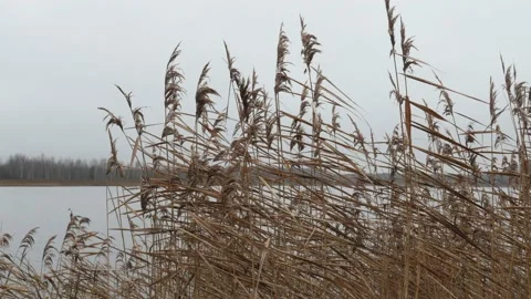 Dry panicles by the lake on a cloudy autumn day Stock Footage 166199592