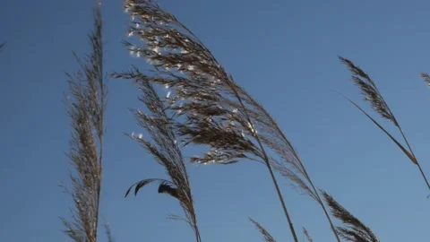 Dry panicles sway in the wind against the blue sky 库存影片 171128841