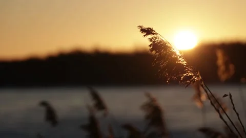 Dry panicles sway in the wind against the backdrop of a golden sun and forest Stock Footage 299710616
