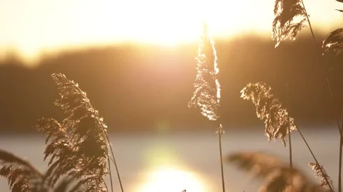 Dry panicles sway in the wind against the backdrop of a bright sunrise Stock Footage 299710639
