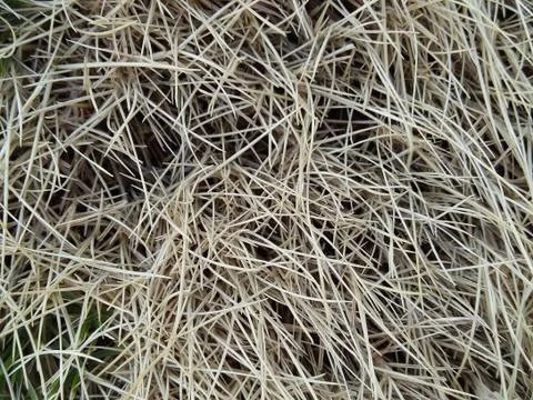 Dry patch of grass blades Stock Photos