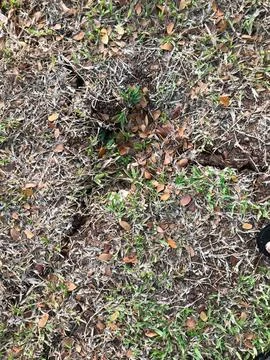 Dry Patchy Lawn with Exposed Soil and Fallen Leaves in Landscape Stock Photos
